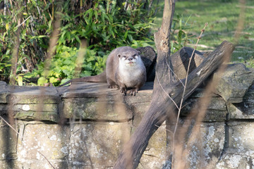 Asian small-clawed otter 