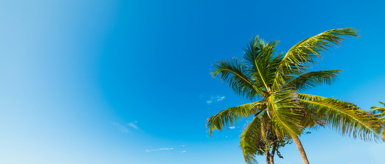 Palm tree and clear sky in Guadeloupe