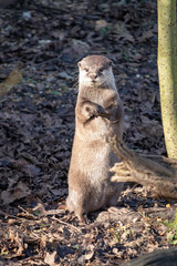 Asian small-clawed otter 