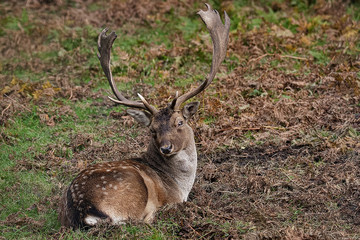 Fallow Deer resting in  the forest