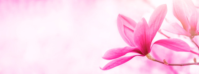 Banner background with copy space.Floral backdrop of pink flowers magnolia.Spring time.