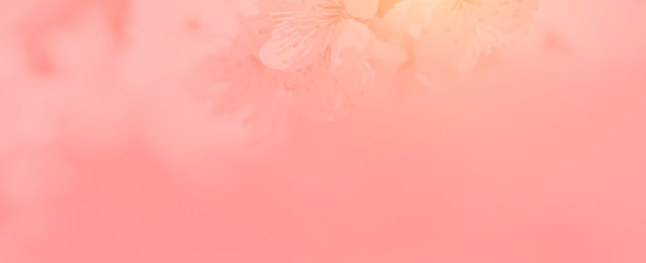 Banner floral background with copy space.Pastel coral color .flowering apricot backdrop .Spring time.