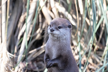 Asian small-clawed otter 