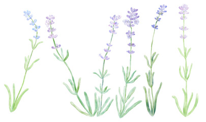 Lavender flowers set on white isolated background. Digital watercolor illustration