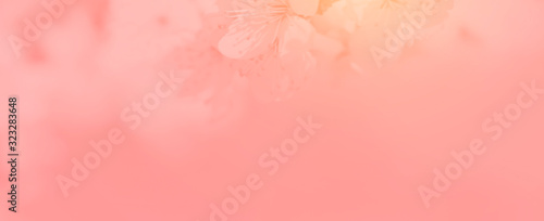 Banner floral background with copy space.Pastel coral color .flowering apricot backdrop .Spring time.