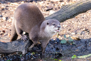 Asian small-clawed otter 