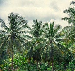 Obraz na płótnie Canvas Palm trees under a cloudy sky in Guadeloupe