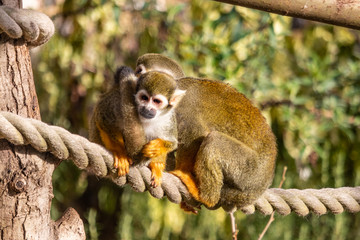 Guianan squirrel monkey 