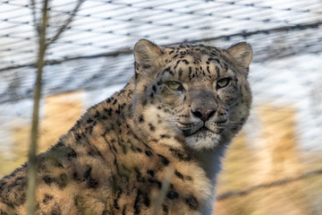 snow leopard in zoo