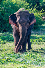 Obraz premium Juvenile male aisian elephant walking in a nature reserve