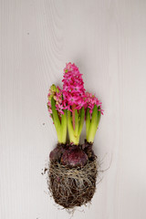 Hyacinth transplant, on a wooden white background.