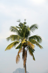 Natural Scene of Coconut tree with Clouds sky
