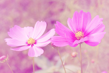 Fototapeta premium Natural Flowers scene of blooming of pink Sulfur Cosmos with blurred green background