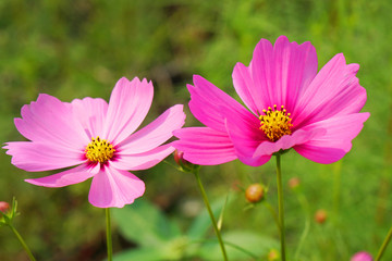 Natural Flowers scene of blooming of pink Sulfur Cosmos with blurred green background