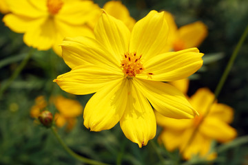 Flowers scene of fresh bloom of yellow Sulfur Cosmos with blurred background - yellow nature garden concept - Floral backdrop and beautiful detail