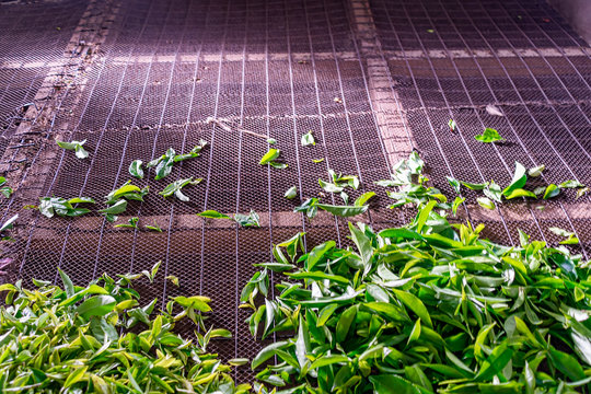 Freshly Picked Tea Leaves Drying As Part Of The Tea Packaging Process