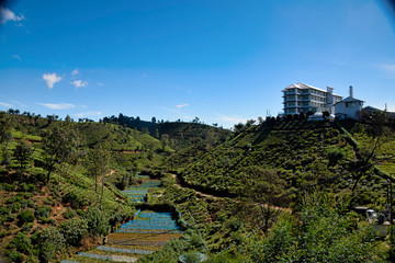 Tea Factory sitting on top of a hill