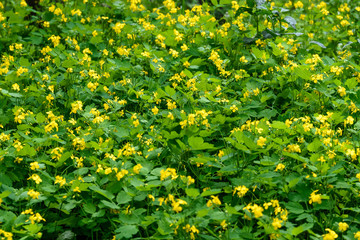 Close up of small yellow flower of Chelidonium majus plant, commonly known as greater celandine, nipplewort, swallowwort, or tetterwort, in a sunny spring garden, beautiful outdoor floral background