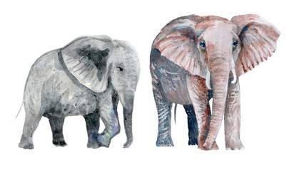Set of watercolor savannah safari animals. Hand painted African elephants isolated on a white background