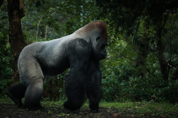 gorilla © Jamie