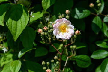 Close up of one delicate white rose in full bloom and small blooms in a summer garden, in direct sunlight, with blurred green leaves in the background