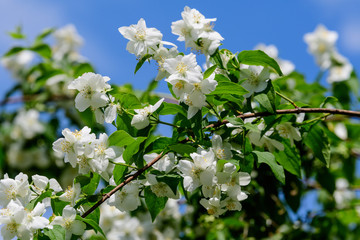 Large green bush with fresh delicate white jasmine flowers and green leaves in a garden in a sunny summer day, beautiful outdoor floral background photographed with soft focus