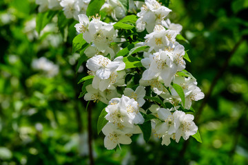 Large green bush with fresh delicate white jasmine flowers and green leaves in a garden in a sunny summer day, beautiful outdoor floral background photographed with soft focus