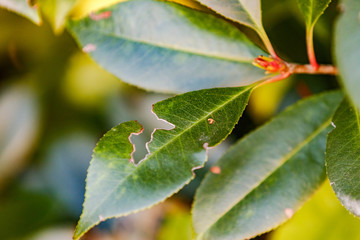 Vom Dickmaulr&uuml;ssler angefressenes Blatt eine Glanzmispel