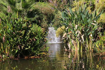 Obraz na płótnie Canvas botanical garden - various plants around waterfalls and pond