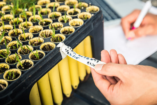 Close-up of biologist in greenhouse lab, inspecting seedlings and documenting all in laptop. Montana, USA