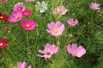 Obraz premium Natural Flowers scenic blooming of Pink and Violet Sulfur Cosmos on flowers field