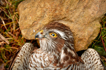 Common buzzard portrait close-up face beautiful eyes