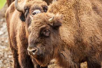 Fototapeta premium Nahaufnahme eines Wisentkopfes