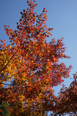 赤く色付いた楓の紅葉