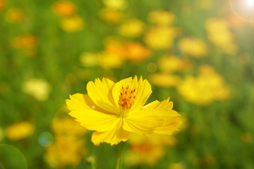 Flowers scene of fresh bloom of yellow Sulfur Cosmos with blurred background - yellow nature garden concept - Floral backdrop and beautiful detail