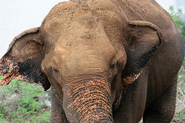 Elephant, Udewalawe national park