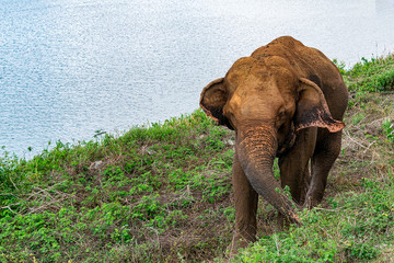 Elephant, Udewalawe national park
