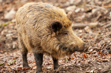 Wildschwein von der Seite