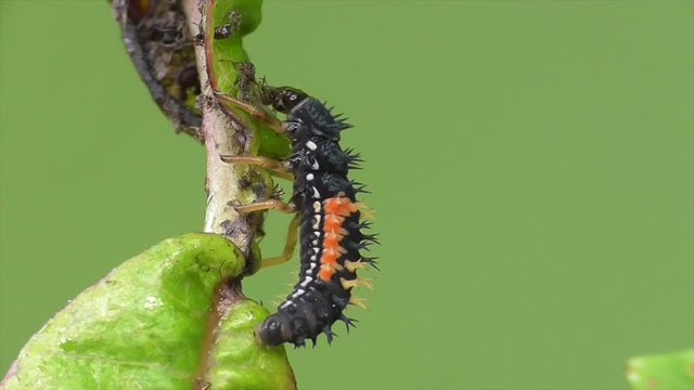 Marienk&auml;fer Larve in Blattlauskolonie