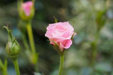 Obraz premium Beautiful colorful pink roses flower in the garden