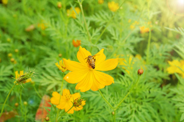 Natural scene of yellow Sulfur Cosmos flowers at cosmos field - background textures - Yellow Beautiful Garden Park Backdrop  