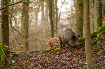 Wildschwein mit Frischling