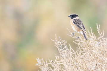 Beautiful small bird II