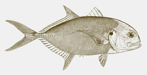 Crevalle jack caranx hippos, a fish from the atlantic ocean in side view © M