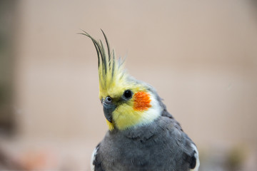 parrot close-up