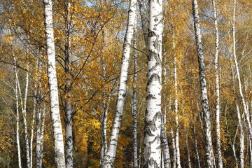 beautiful scene with birches in yellow autumn birch forest in october among other birches in birch grove