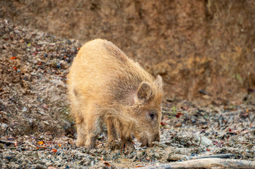 Wildschweinfrischling im Matsch