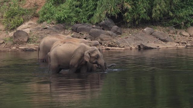 A herd of wild asian elephants have come down to bathe and feed in the Periyar River, Nr Kochi, Kerala, India.