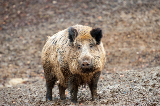 Frontansicht vom Wildschwein im Wald 
