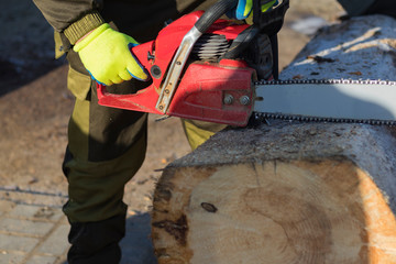 Fototapeta premium man sawing a big tree with a chainsaw. Sawdust. Close-up